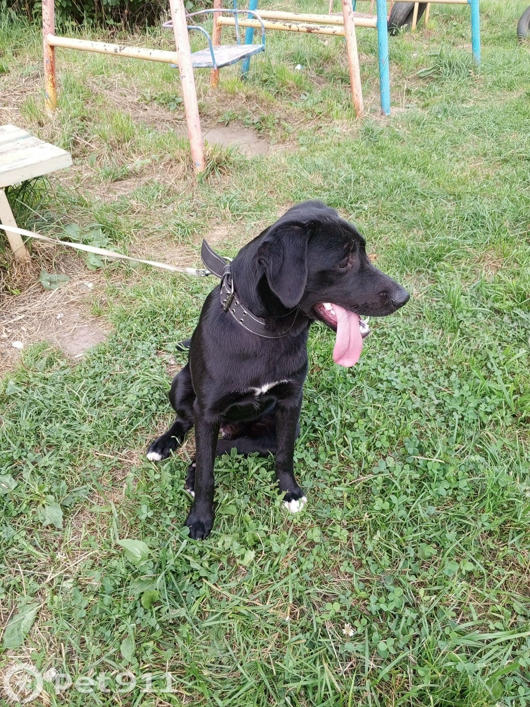 Найдена собака в Ижевске — фото объявления