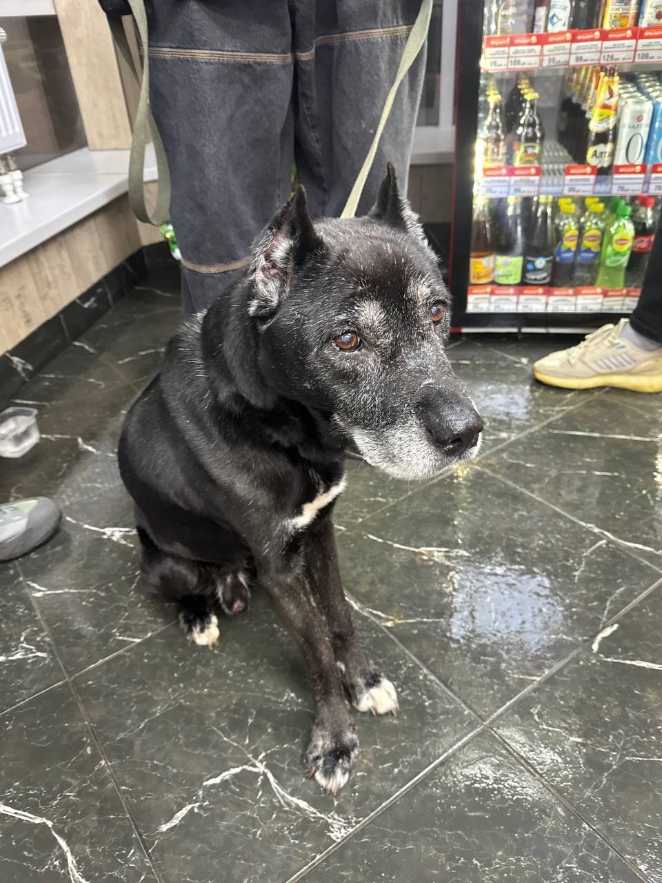 Найдена собака в Ижевске — фото объявления