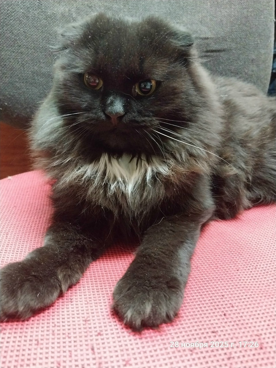 Пропала кошка в Ижевске — фото объявления