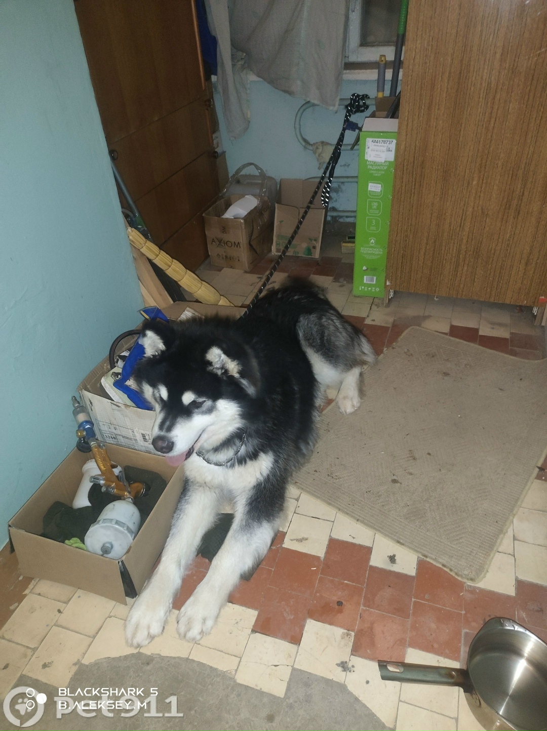 Найдена собака в Ижевске — фото объявления