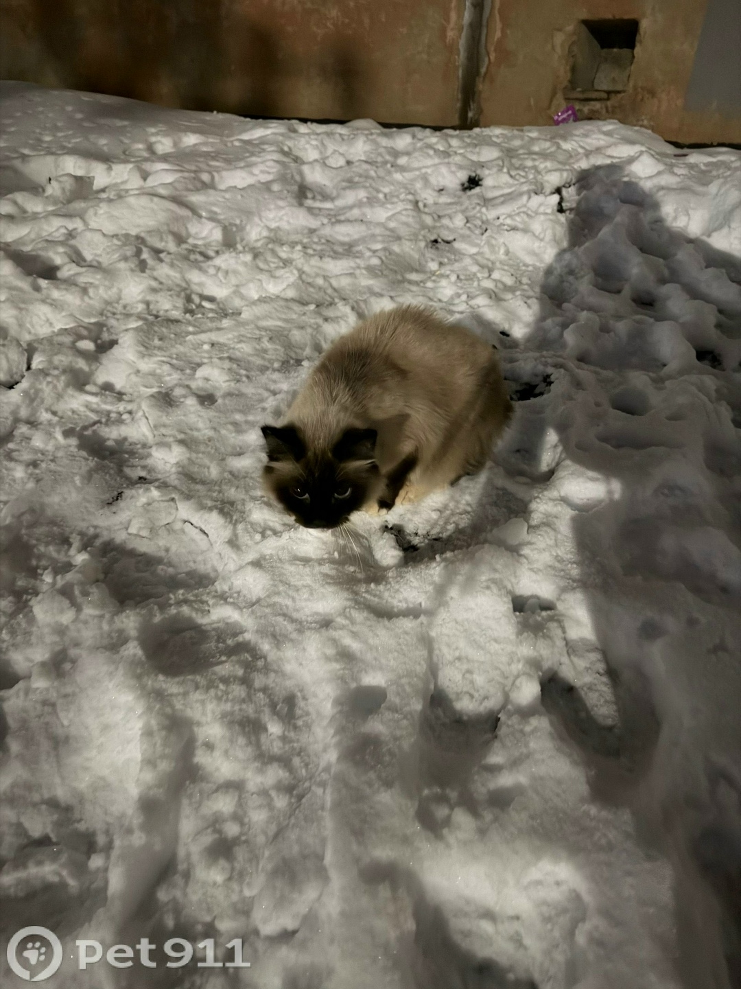 Найдена кошка в Ижевске — фото объявления