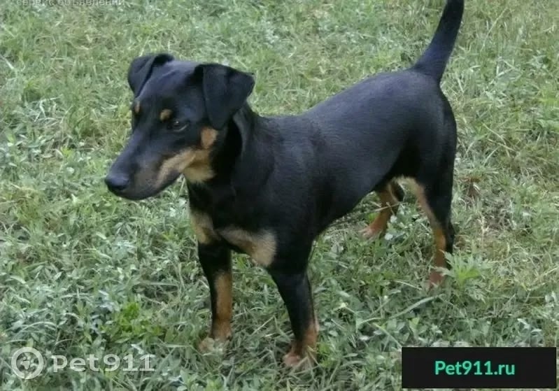 Пропала собака в Ижевске — фото объявления