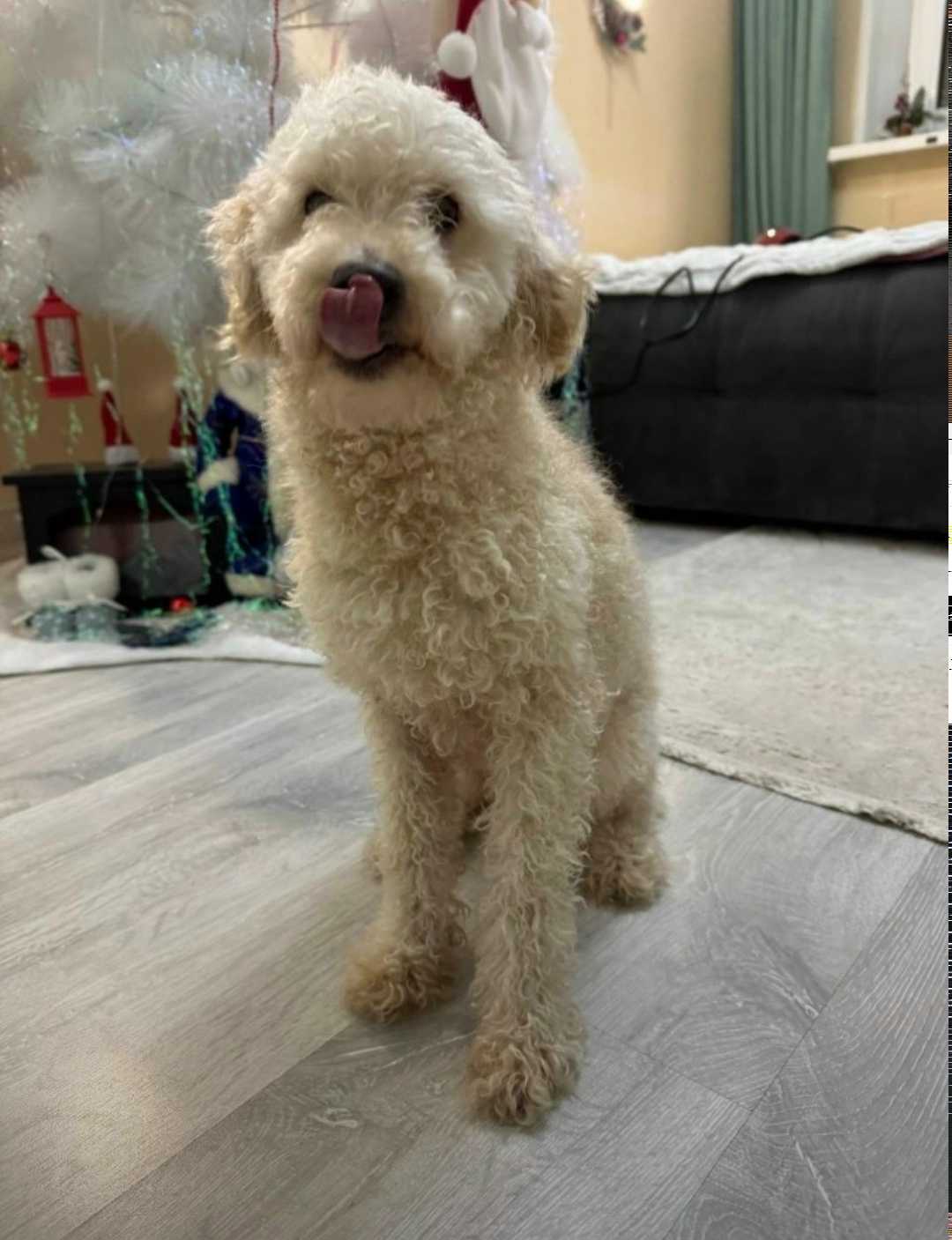 Найдена собака в Ижевске — фото объявления