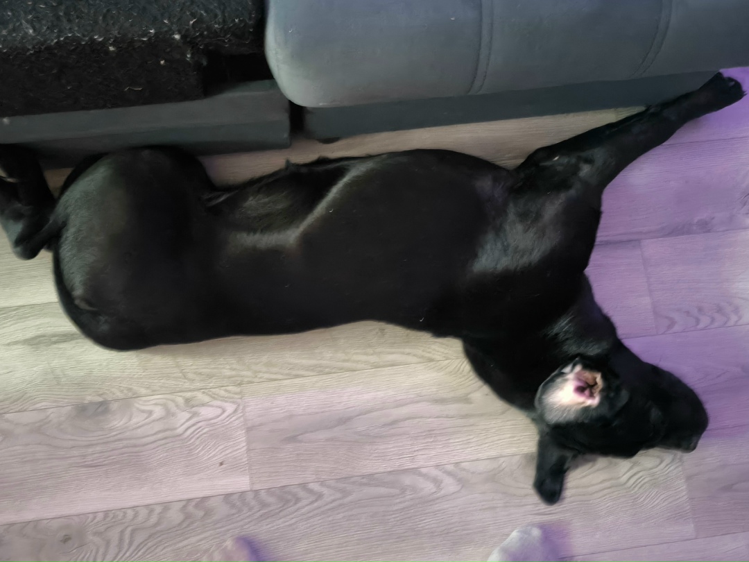 Пропала собака в Ижевске — фото объявления