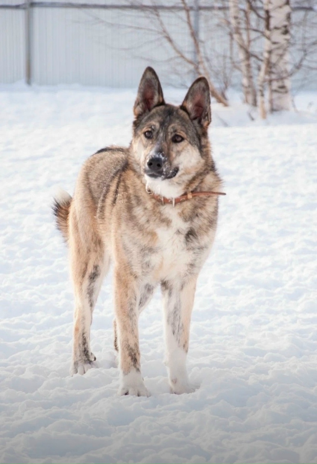Пропала собака в Ижевске — фото объявления