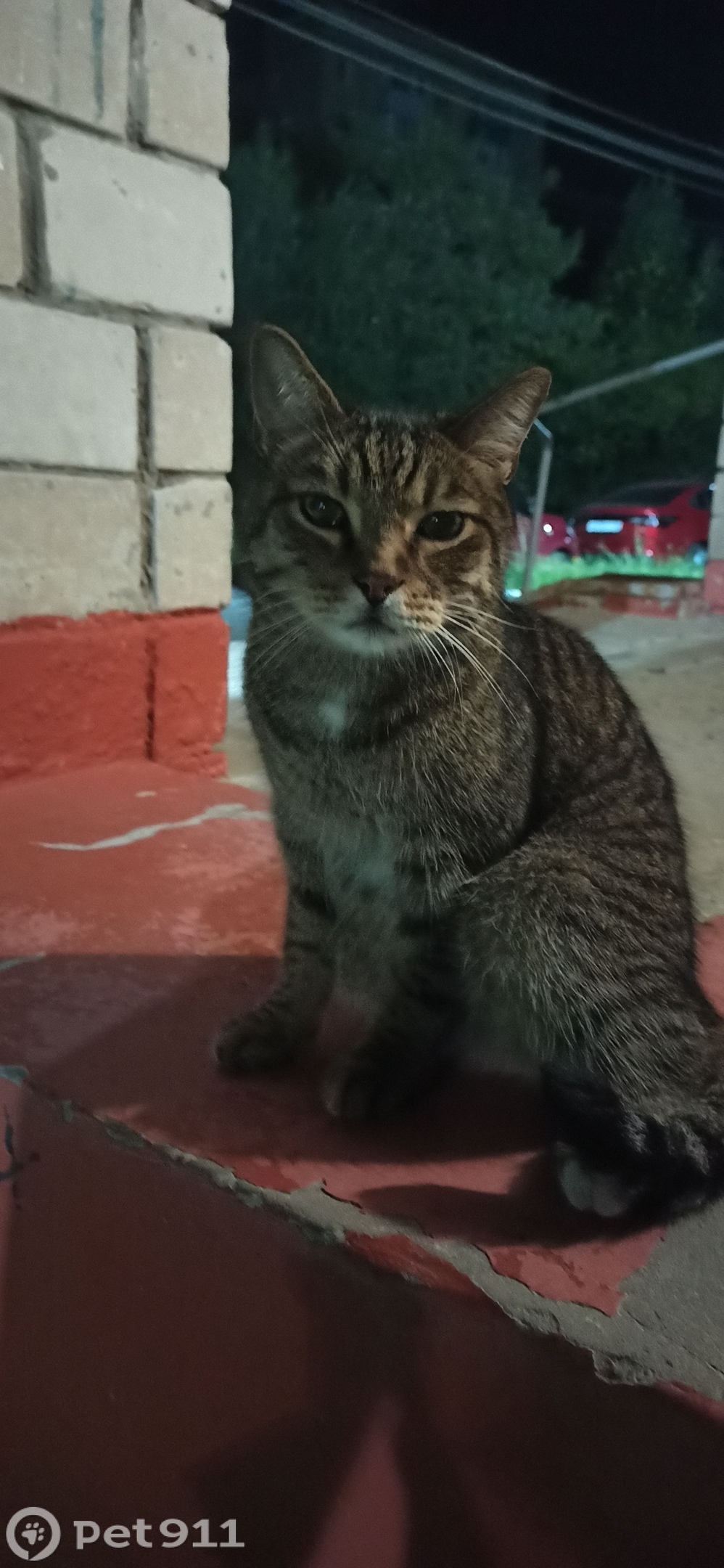 Найдена собака в Ижевске — фото объявления