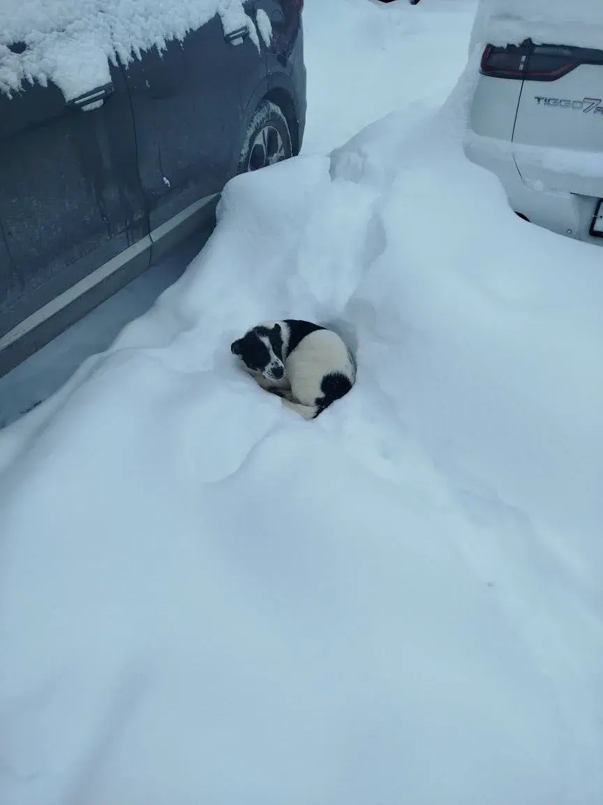 Найдена собака в Ижевске — фото объявления