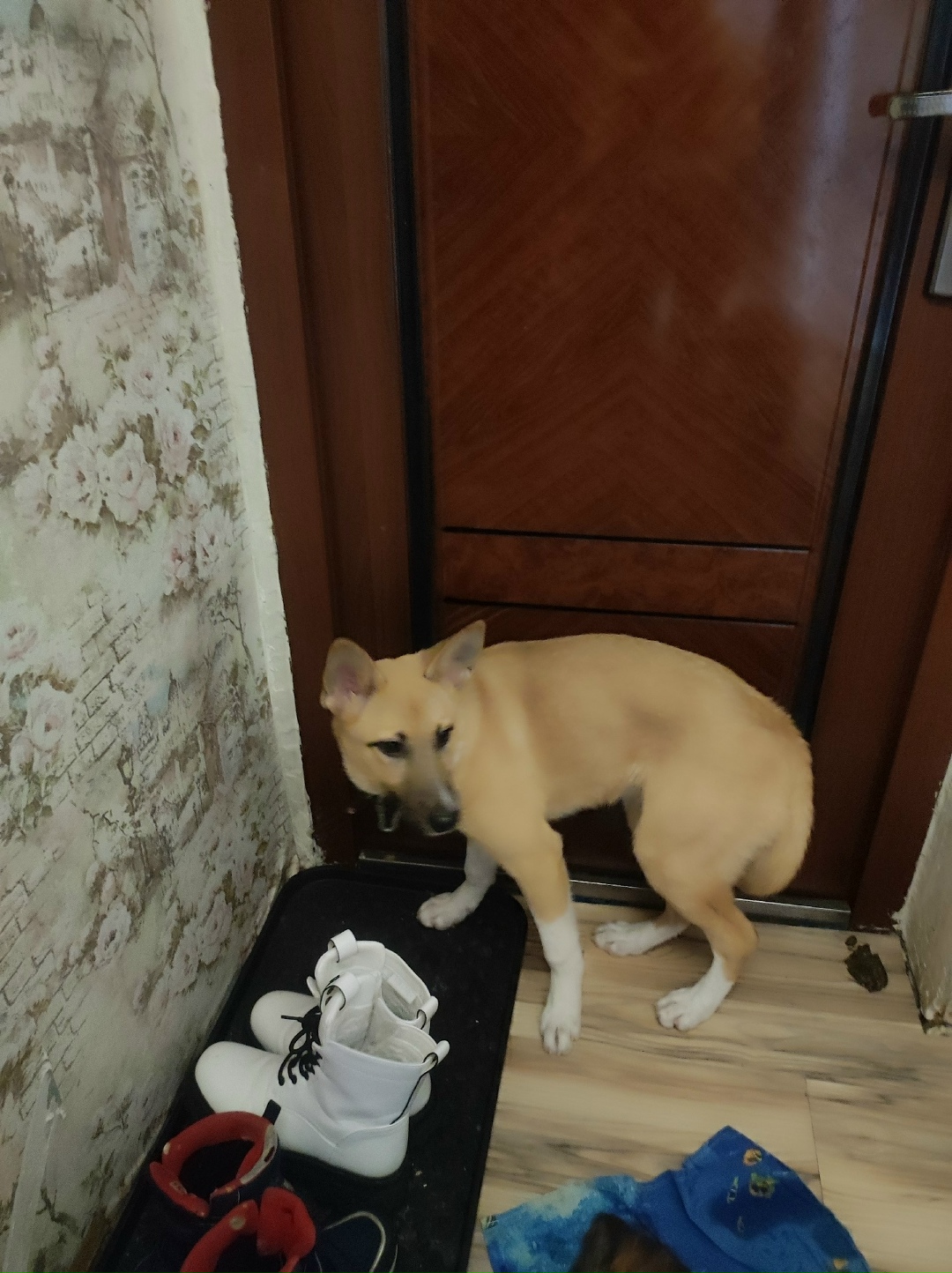 Найдена собака в Ижевске — фото объявления