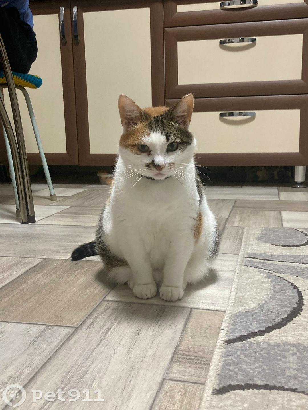 Пропала кошка в Ижевске — фото объявления