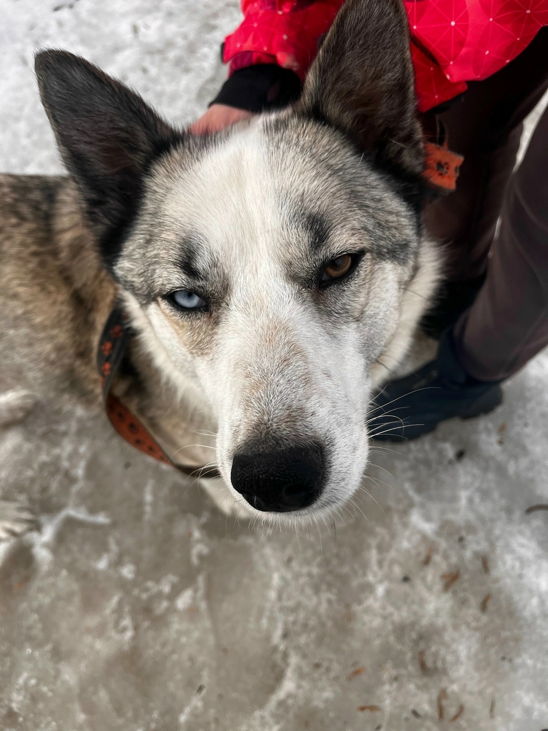 Найдена собака в Ижевске — фото объявления