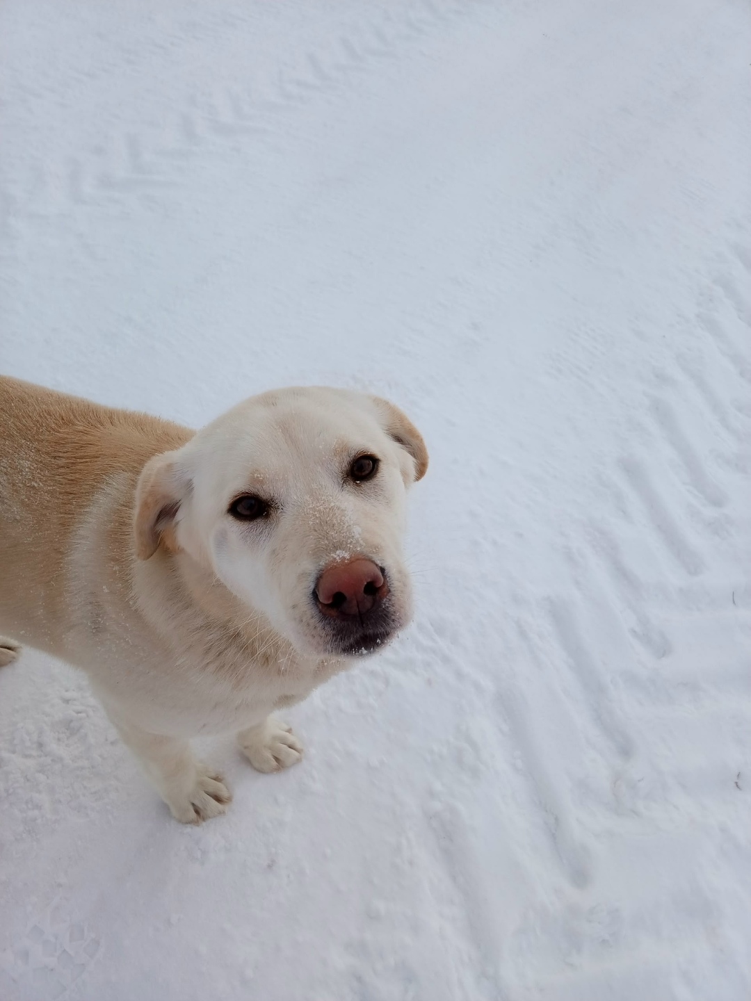 Найдена собака в Ижевске — фото объявления