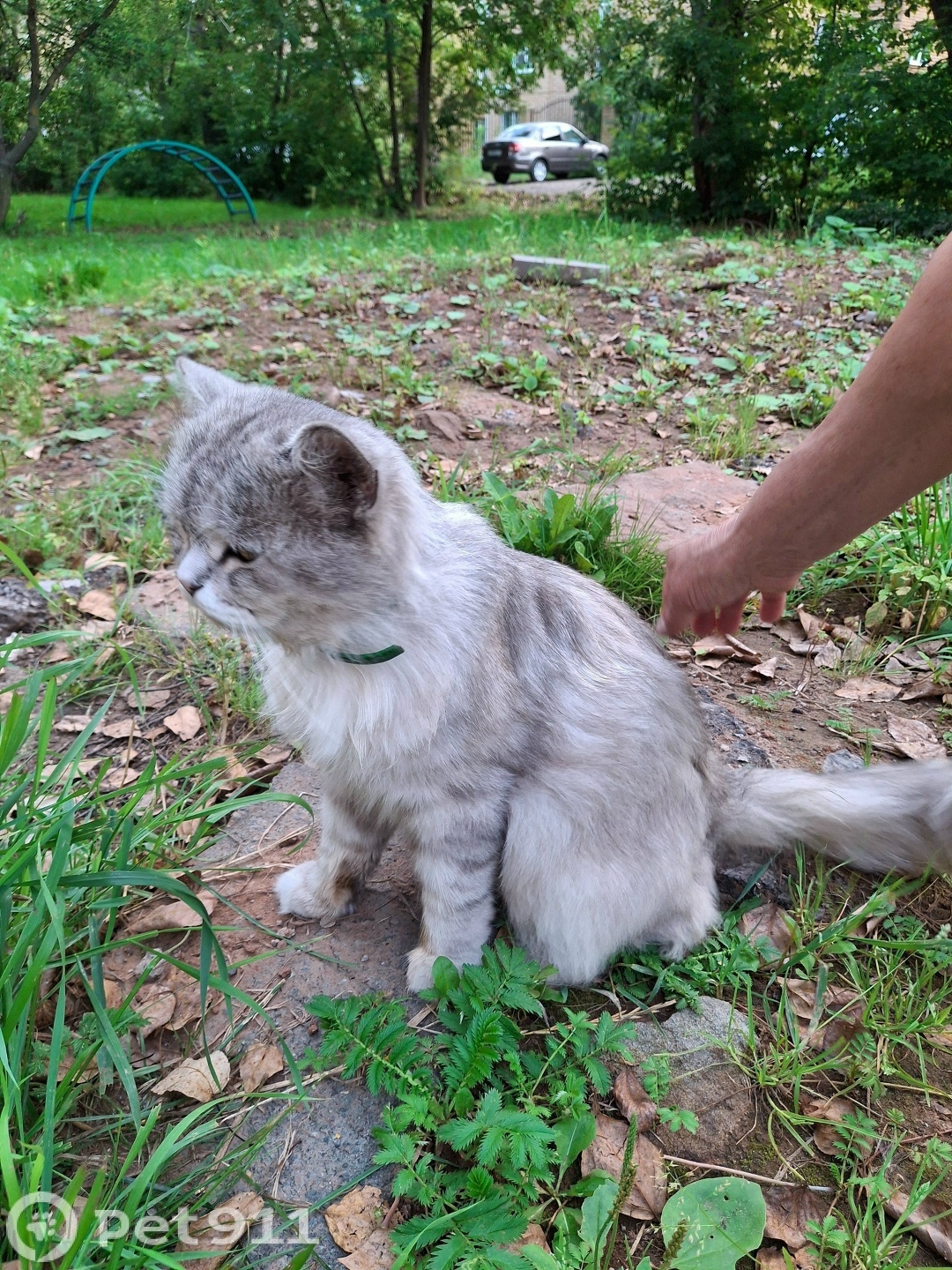 Найдена кошка в Ижевске — фото объявления