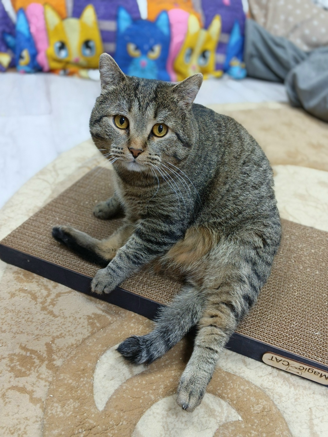 Найдена собака в Ижевске — фото объявления