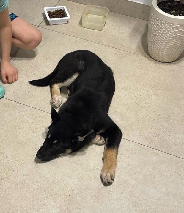 Найдена собака в Ижевске — фото объявления