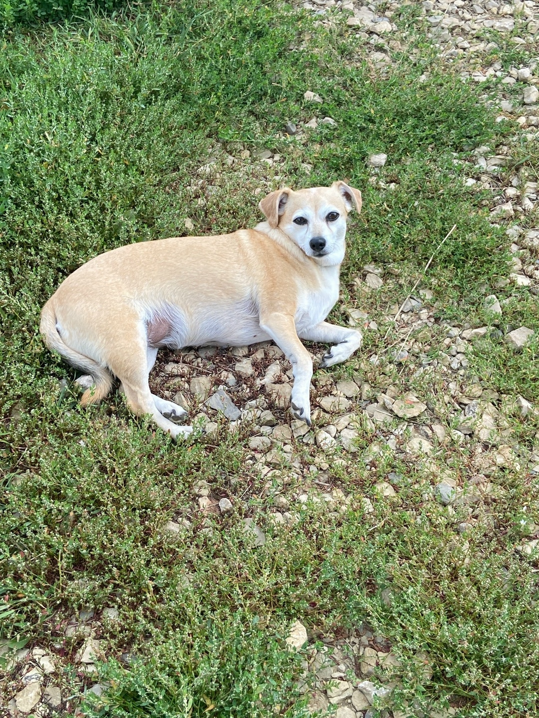 Пропала собака в Ижевске — фото объявления
