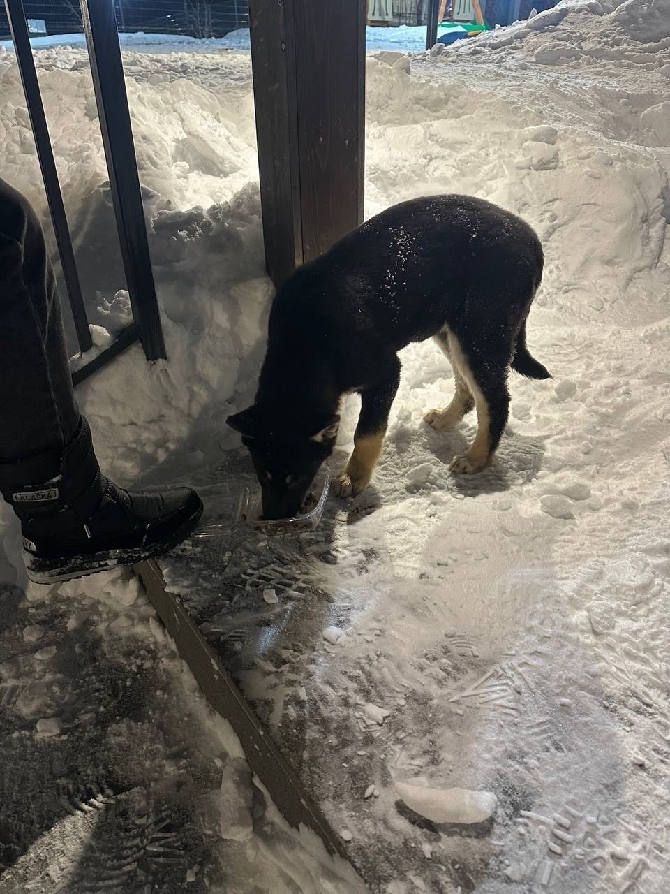 Найдена собака в Ижевске — фото объявления
