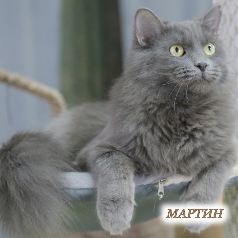 Найдена кошка в Ижевске — фото объявления