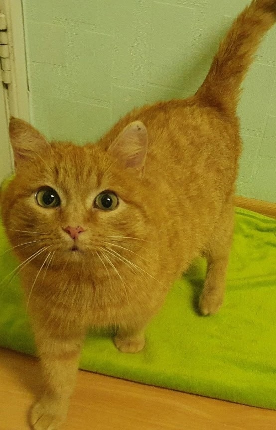 Найдена собака в Ижевске — фото объявления