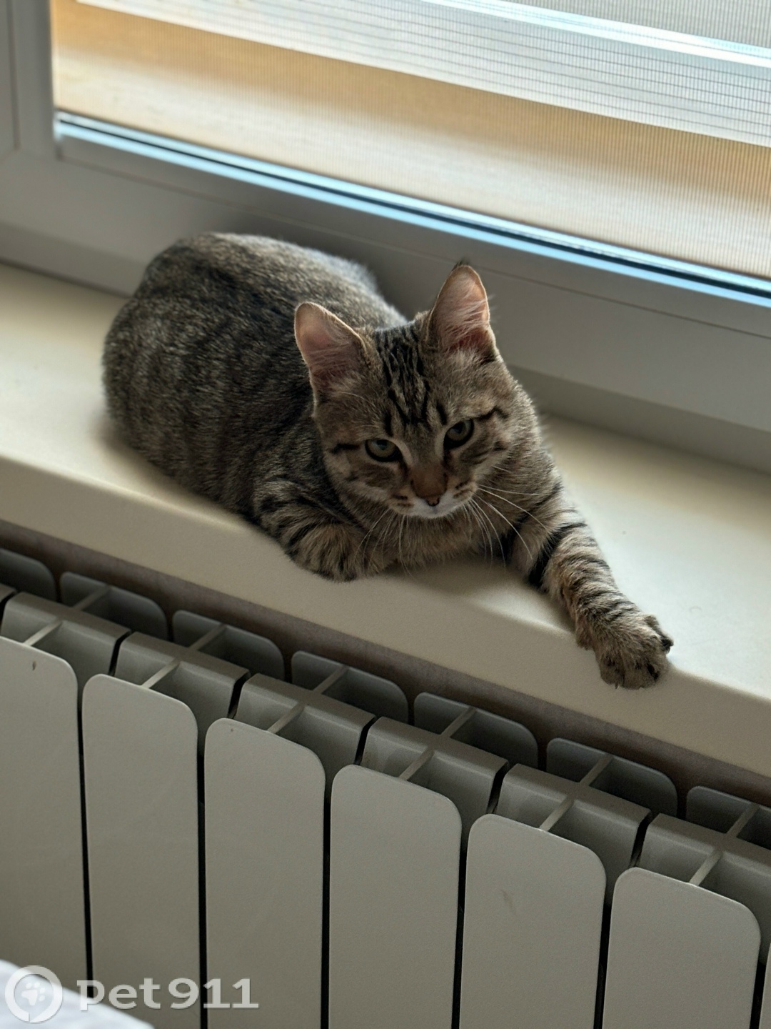 Пропала кошка в Ижевске — фото объявления