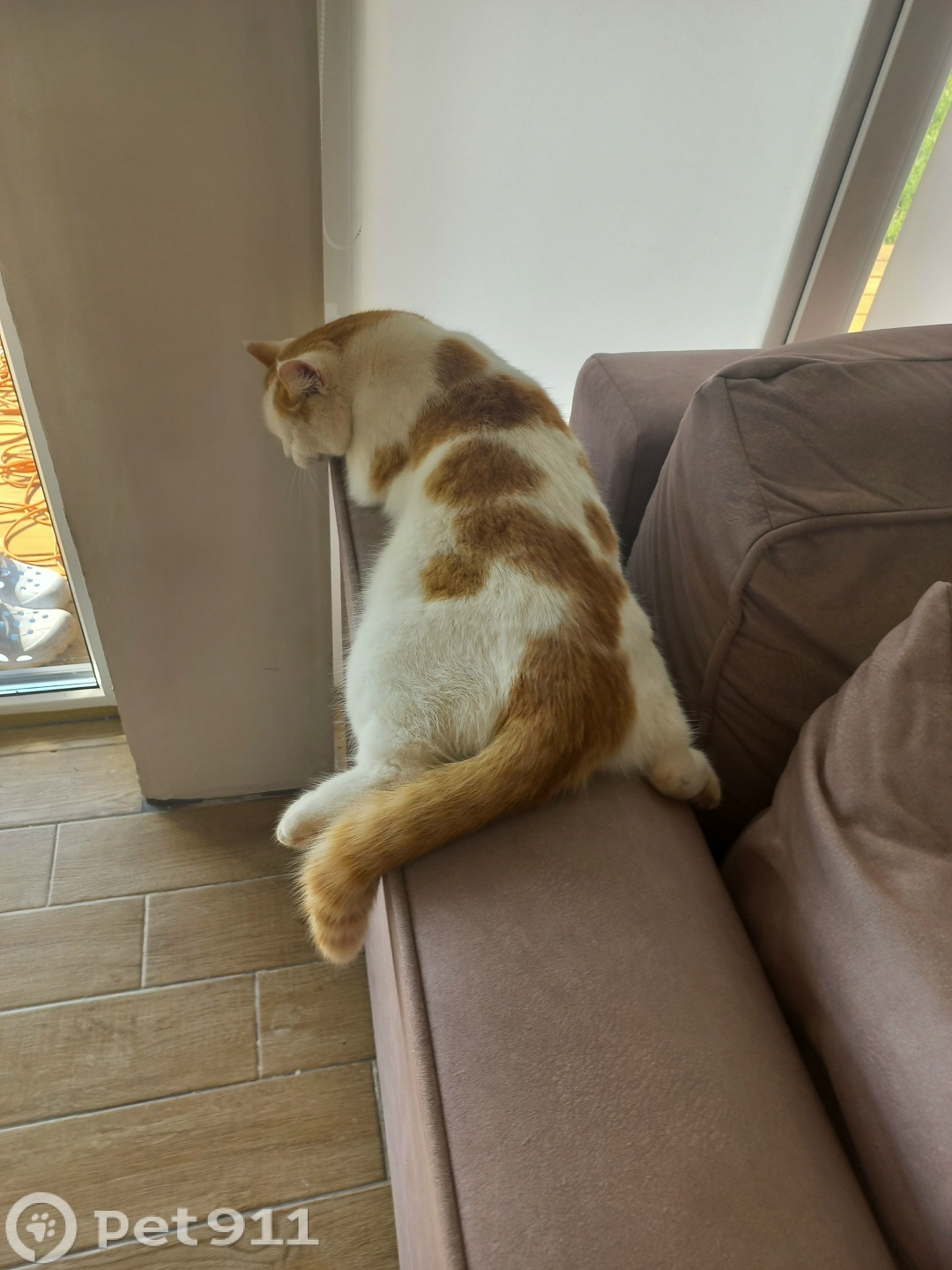 Пропала кошка в Ижевске — фото объявления