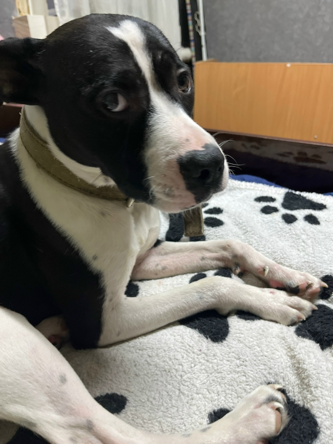 Найдена собака в Ижевске — фото объявления