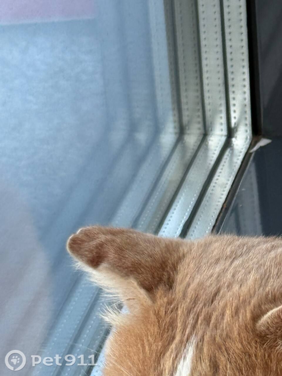 Найдена кошка в Ижевске — фото объявления