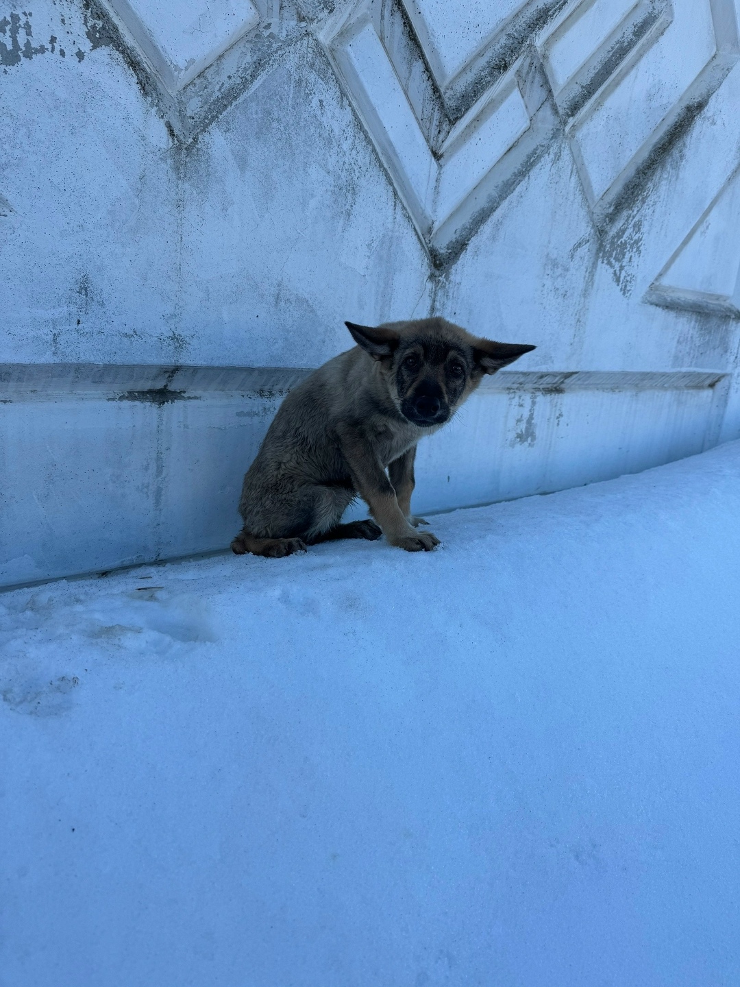 Найдена собака в Ижевске — фото объявления