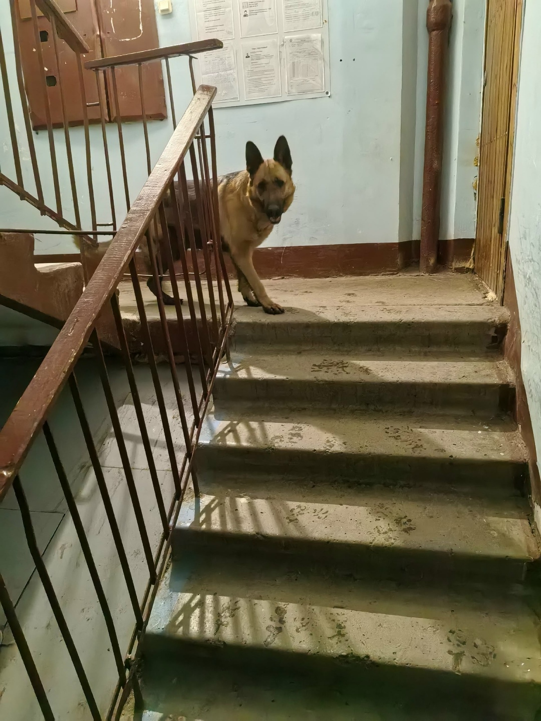 Пропала собака в Ижевске — фото объявления