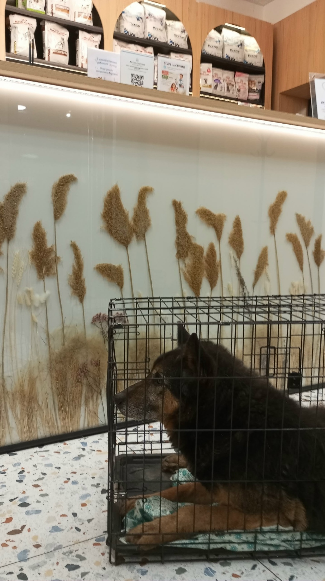 Найдена собака в Ижевске — фото объявления