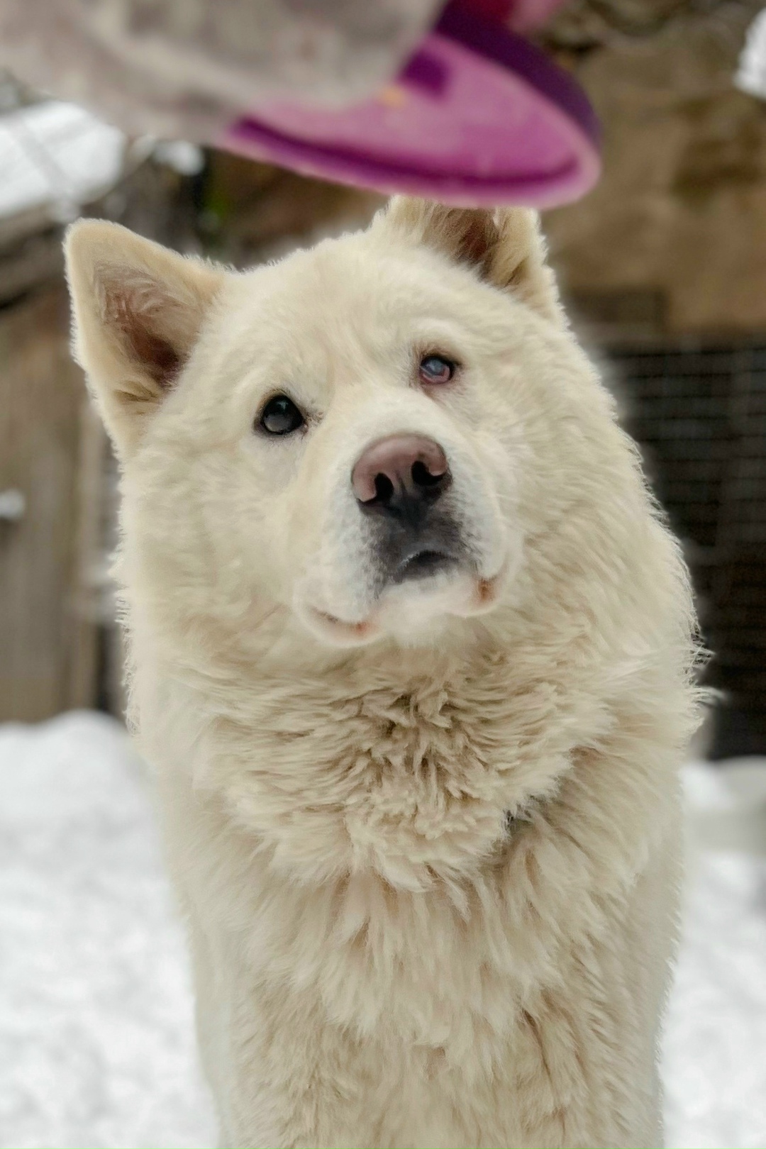 Найдена собака в Ижевске — фото объявления