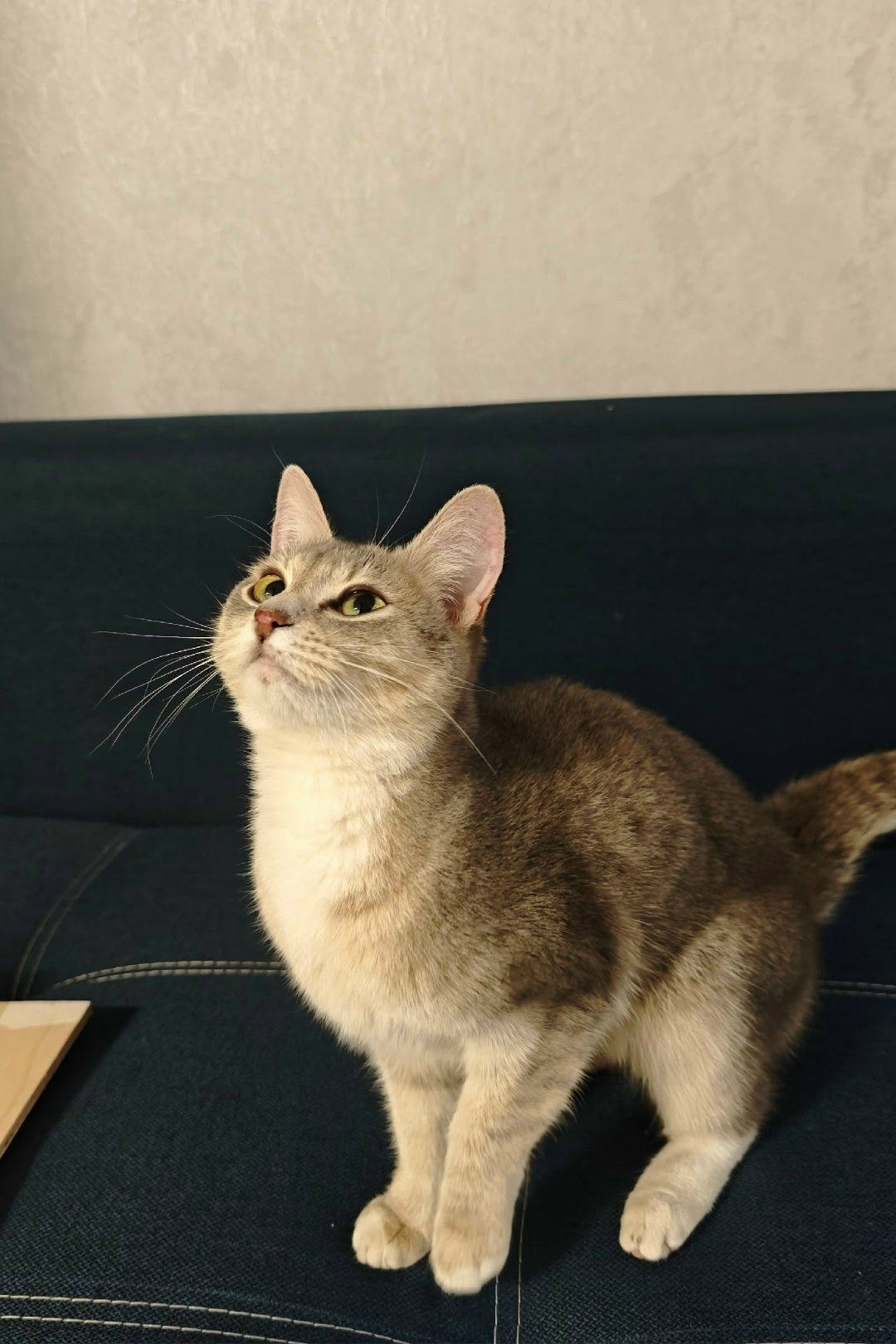 Найдена кошка в Ижевске — фото объявления