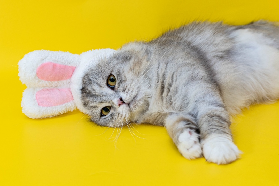 Найдена кошка в Ижевске — фото объявления