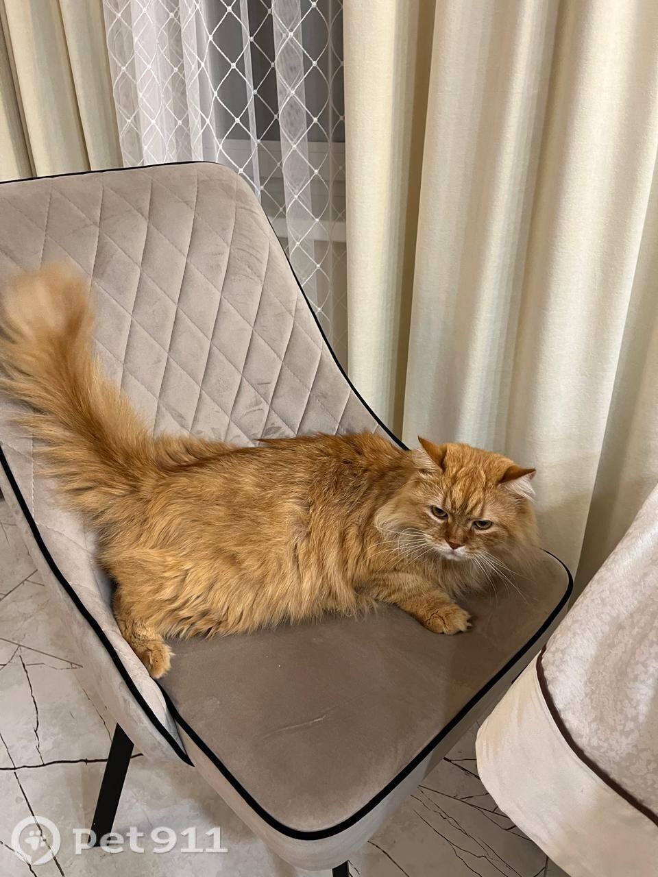 Пропала собака в Ижевске — фото объявления