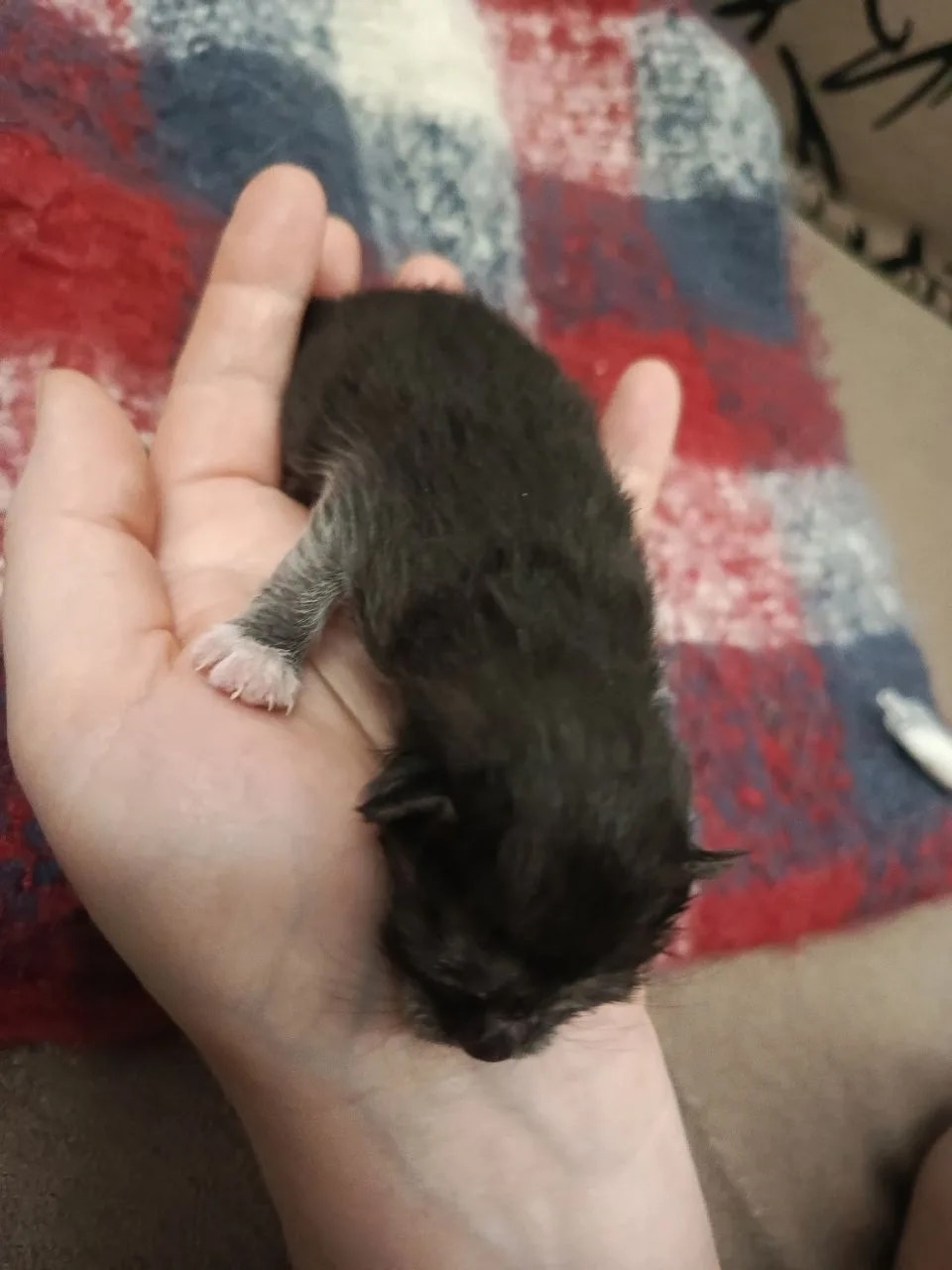 Найдена кошка в Ижевске — фото объявления