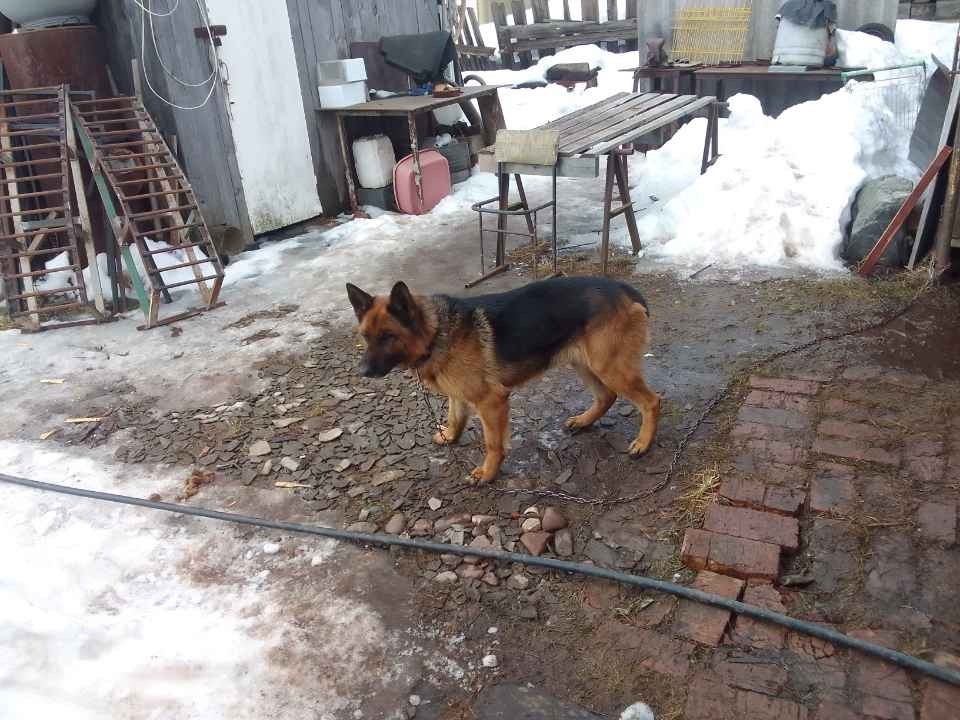 Найдена собака в Ижевске — фото объявления