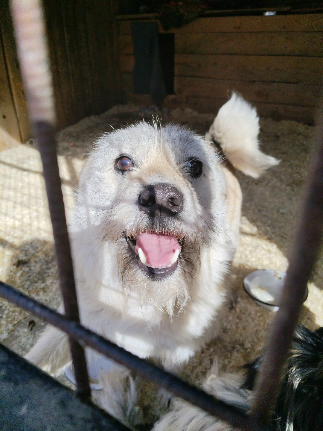 Найдена собака в Ижевске — фото объявления