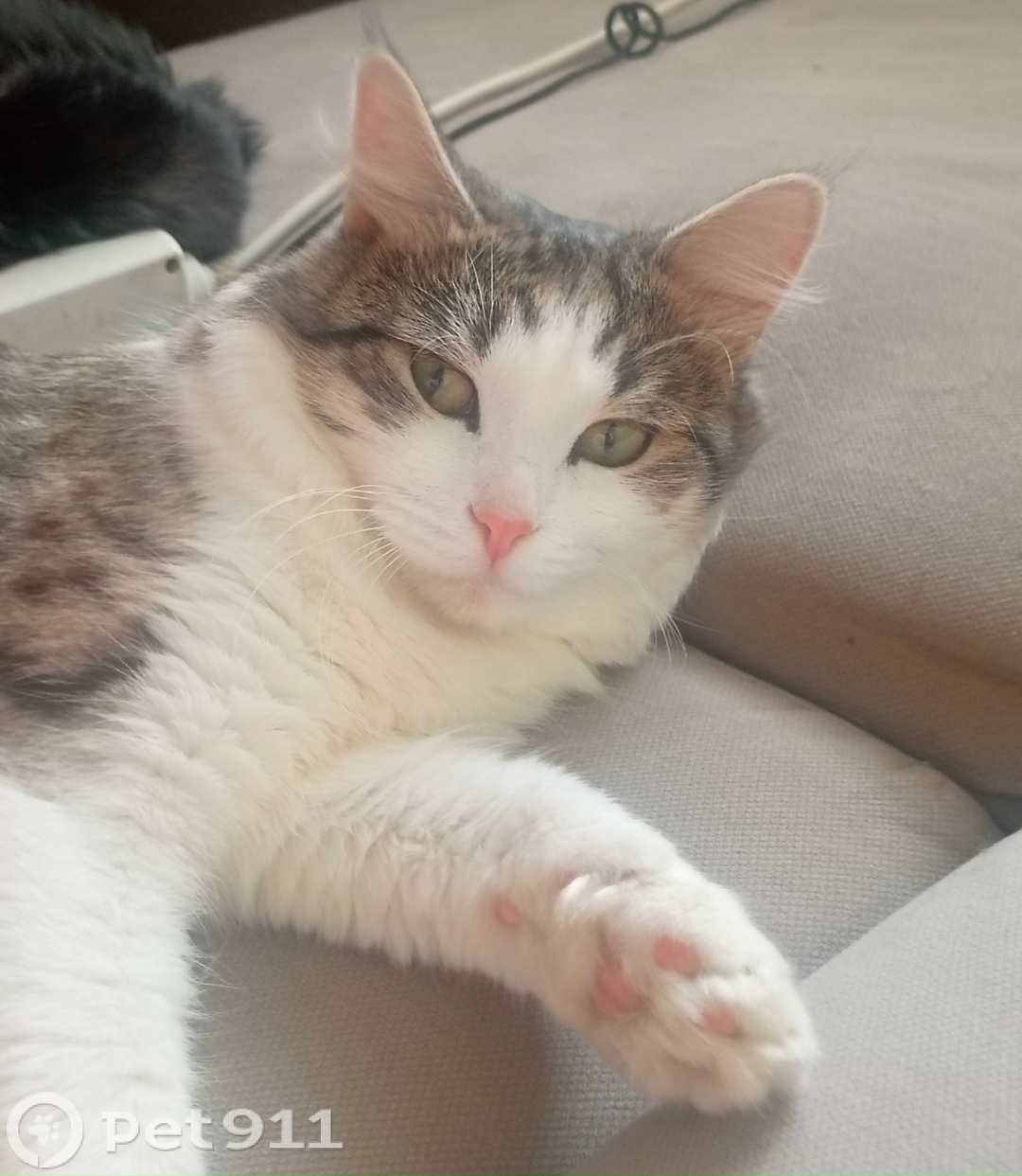 Пропала кошка в Ижевске — фото объявления