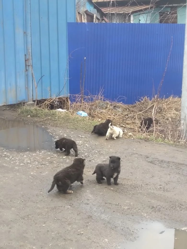 Найдена собака в Ижевске — фото объявления