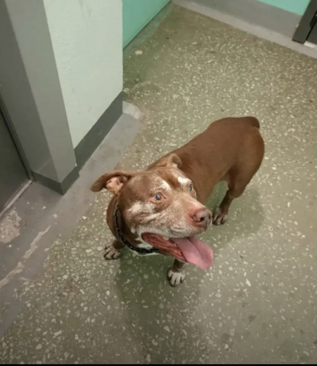 Найдена собака в Ижевске — фото объявления