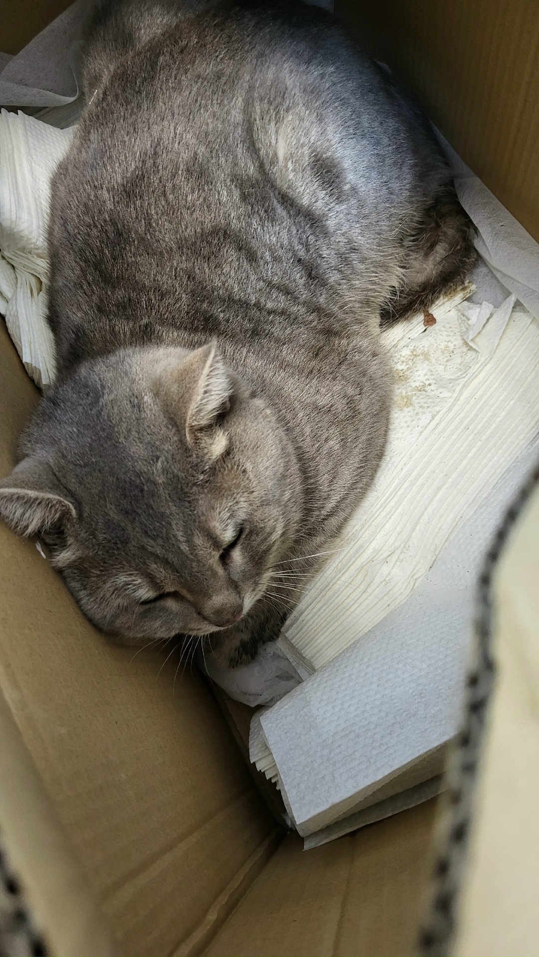 Найдена кошка в Ижевске — фото объявления