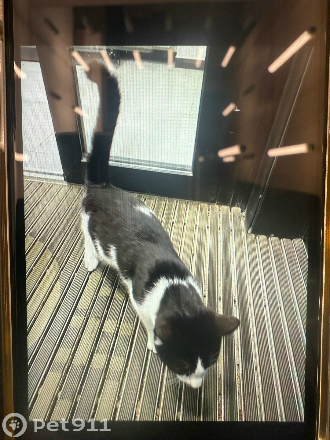 Найдена кошка в Ижевске — фото объявления