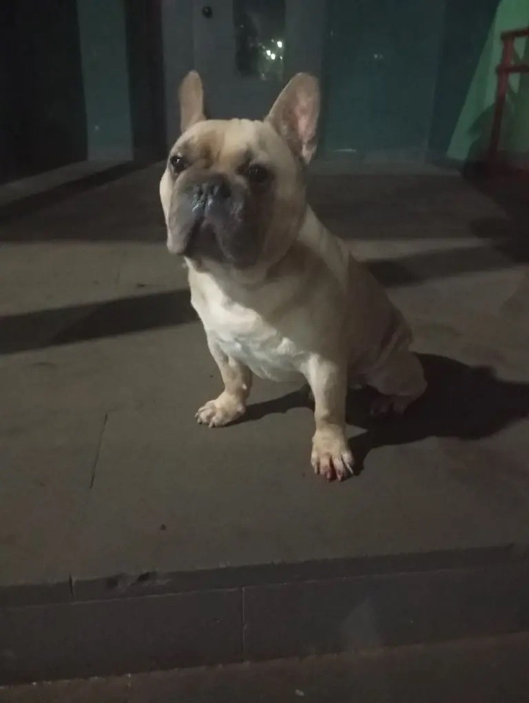 Найдена собака в Ижевске — фото объявления