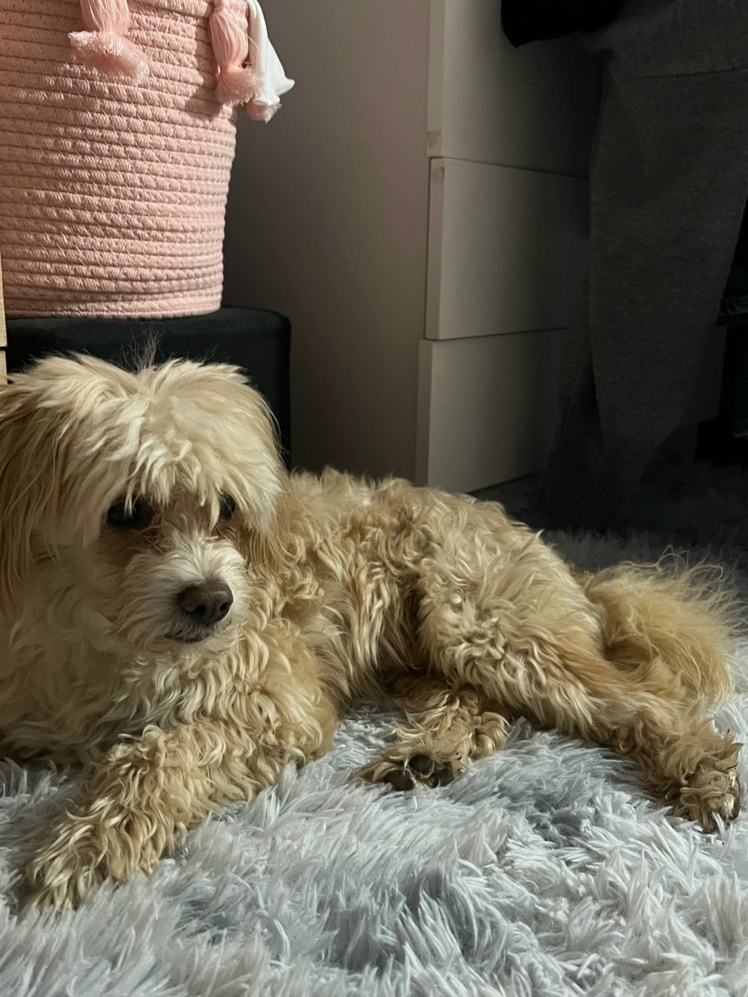 Найдена собака в Ижевске — фото объявления