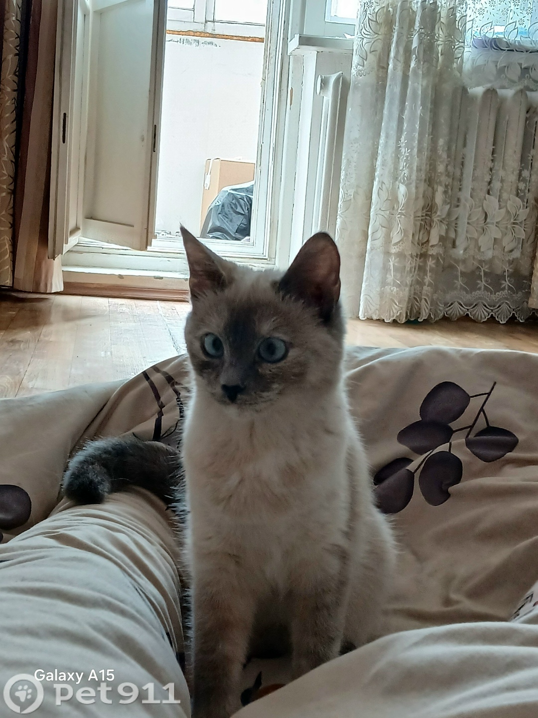 Пропала кошка в Ижевске — фото объявления