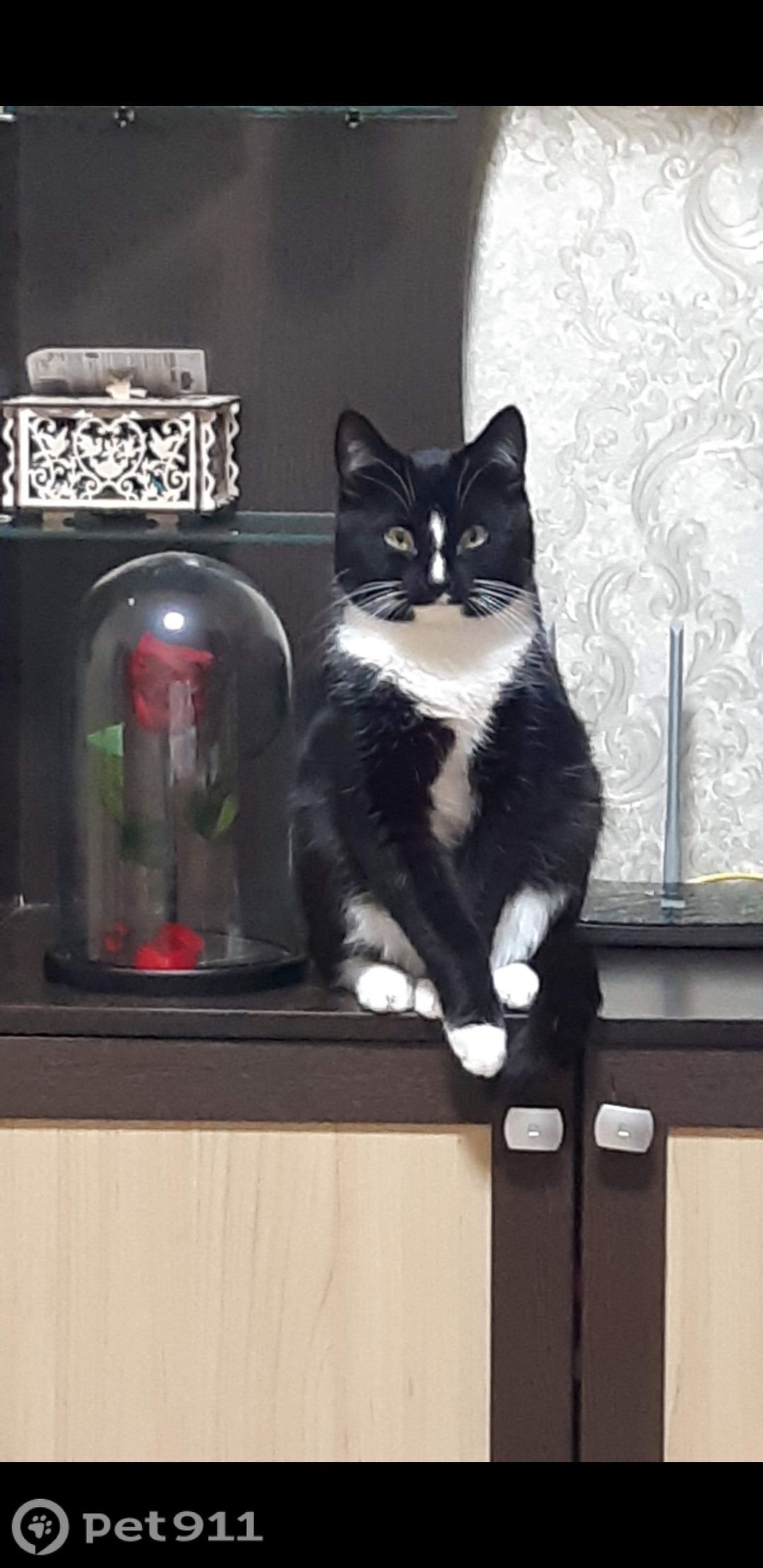 Пропала кошка в Ижевске — фото объявления