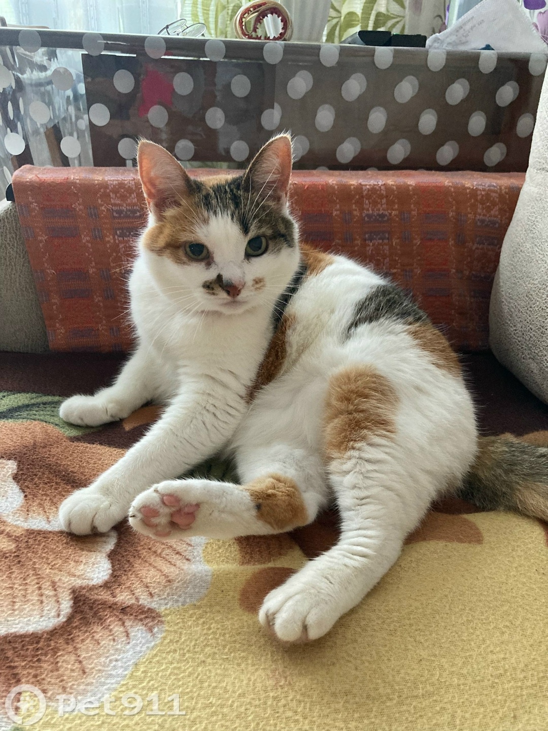 Пропала кошка в Ижевске — фото объявления