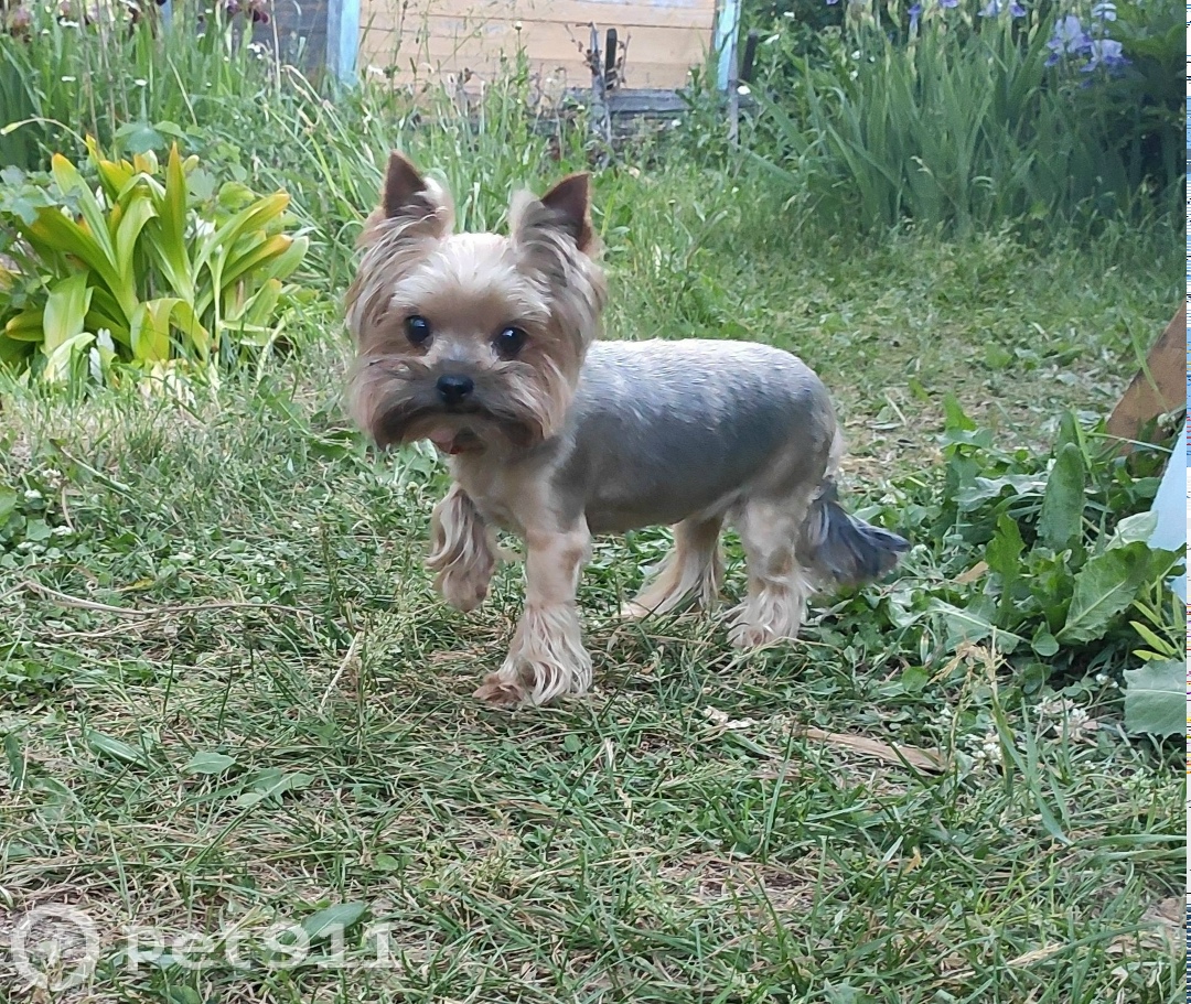 Пропала собака в Ижевске — фото объявления
