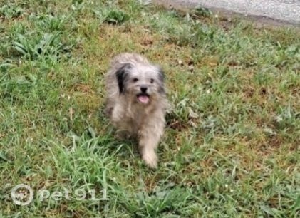 Пропала собака в Ижевске — фото объявления