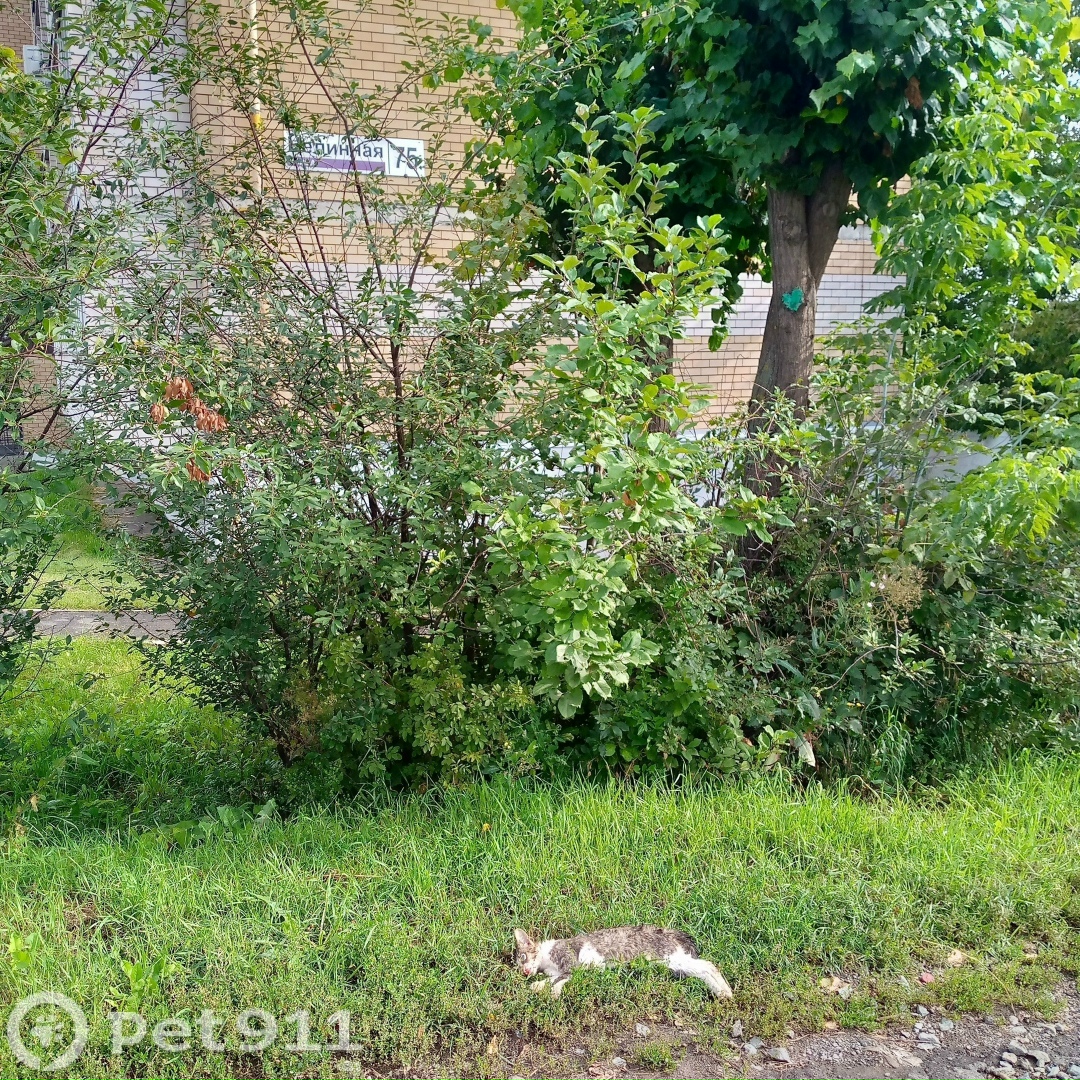 Найдена кошка в Ижевске — фото объявления