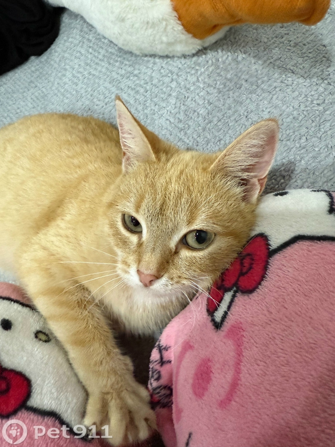 Пропала кошка в Ижевске — фото объявления